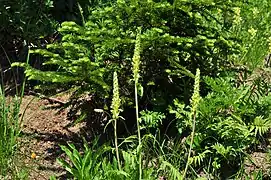 Pedicularis bracteosa in flower