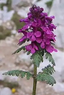 Bracteate inflorescence of Pedicularis verticillata.