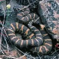 Northern Pacific rattlesnake