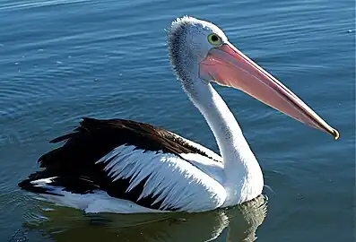 Australian pelican