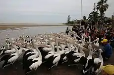 Artificial feeding at The Entrance, New South Wales