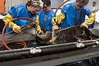 People washing oiled brown pelican