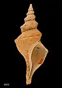 Shell formerly recognised as Penion cuvierianus jeakingsi