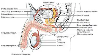 Diagram which depicts the membranous urethra and the spongy urethra of a male