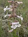 The flowering stem of Penstemon albidus 7 June 2005