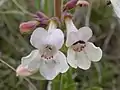 Close up of Penstemon albidus, 7 June 2005