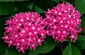 Pentas lanceolata 'Butterfly-Deep-Rose'