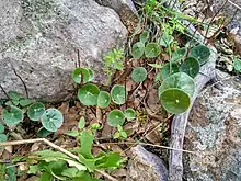 Peperomia bracteata