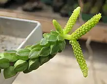 Peperomia columella