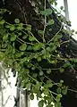 Peperomia rotundifolia growing on a tree