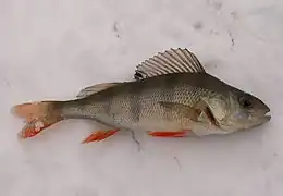 European perch