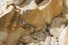 Peregrine falcon (Falco peregrinus)