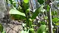 Fruit and foliage of Persoonia cornifolia