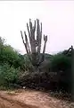 The arid landscape is dominated by giant cactus and thorny scrub.