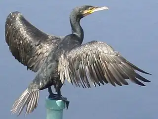 Great cormorantPhalacrocorax carbo