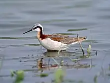 Phalaropus tricolor