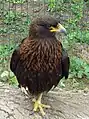 Subadult striated caracara at Amazona Zoo, Norfolk, England