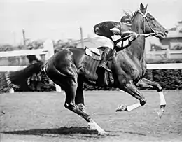 Phar Lap, 1931 winner