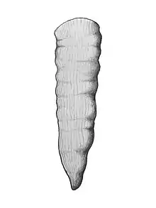 An illustration of p.angusta