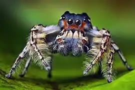 An adult male Phidippus putnami