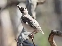 Juvenile in Canberra, Australia