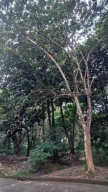 Endangered Philippine teak at the Marine Science Institute (MSI)