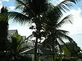 Coconut trees (Cocos nucifera) in Dauis, Bohol, Philippines