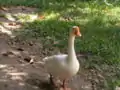 duck in Bohol, Philippines