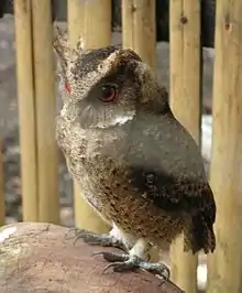 Philippine owl ; Otus megalotis