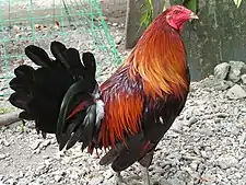 Philippine rooster (Gallus gallus; sunóy in the Visayan languages)