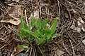 Single, basal rosette of Spring foliage