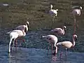 Lesser flamingos