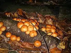 Fruit body of Pholiota nameko cultivated on wood log