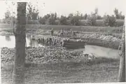 Hemp rafts being weighed down using heavy stones in 1950.