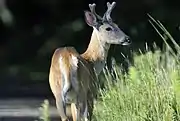 Odocoileus virginianus, 'white-tailed deer'