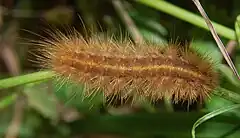 Caterpillar