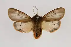 Mounted specimen