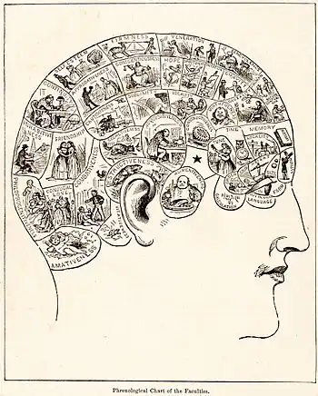 Phrenology, the study of human characteristics according to shape of the skull