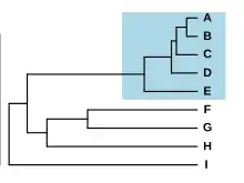 Schematic phylogram with nine species, five of which form a group with short branches, separated from the others by a long branch