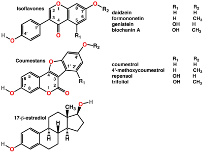 Polyphenols include phytoestrogens (top and middle)