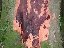 Necrotic bark on an infected beech tree