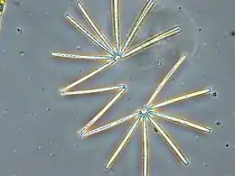 Diatoms linked in a colonial chain 