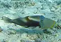 Lagoon triggerfish live on the flat areas of the reef.