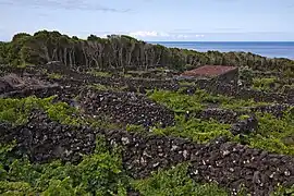 The hedgerows dividing the vineyards in the civil parish of Candelária