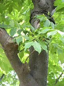 Foliage and immature fruit, Japan