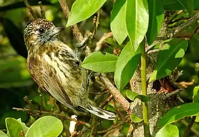 Picumnus nebulosus in Quebrada de los Cuervos, Uruguay