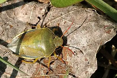 P. lituratus in spring