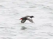 Bird flying over oceean