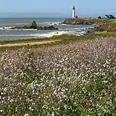 Pigeon Point Lighthouse with wildflowers (view from the South)