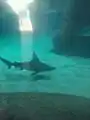 Reef shark at the shark exhibit